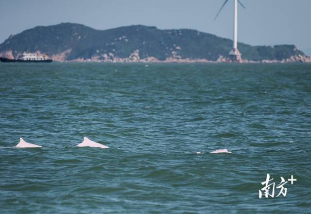 2024年11月7日，伶仃洋桂山島附近海域，三頭成年白海豚同時(shí)浮出水面。