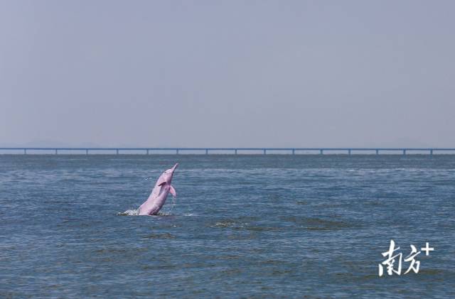 2018年8月7日，珠江口伶仃洋海域，一頭成年中華白海豚突然躍出海面，后面是即將通車的港珠澳大橋。