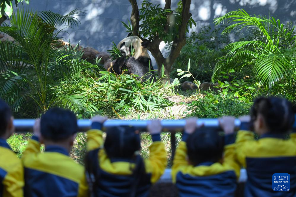 11月29日，澳門幼兒園學(xué)生在澳門石排灣郊野公園大熊貓館觀看大熊貓。