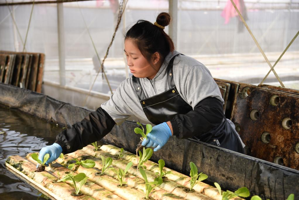  11月28日，在孫振鴻的農(nóng)場(chǎng)里，一名工人正在種植有機(jī)蔬菜。新華社記者 洪澤華 攝