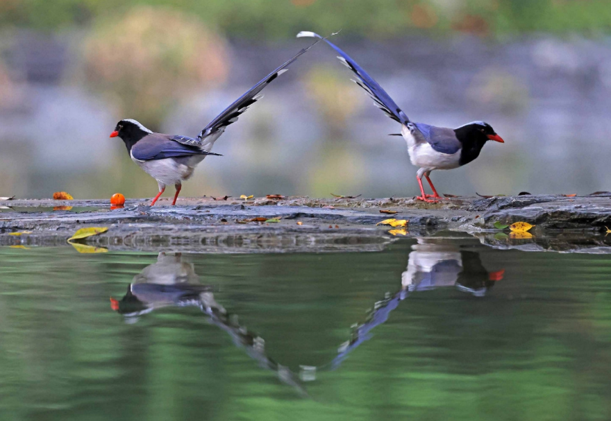 香港元朗天水圍公園，紅嘴藍(lán)鵲在水邊嬉戲?！冻呻p成對》陳體根（香港）攝　　圖片來源：靈動灣區(qū)——生物多樣性攝影展