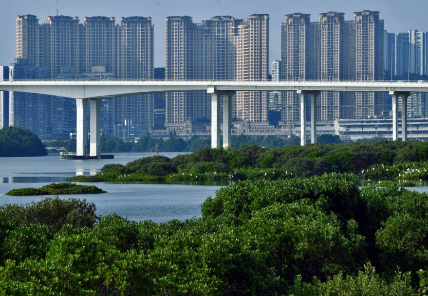 澳門路氹居住區(qū)附近的大片紅樹林?！栋拈T紅樹林》黃明輝(澳門)攝　　圖片來源：靈動灣區(qū)——生物多樣性攝影展